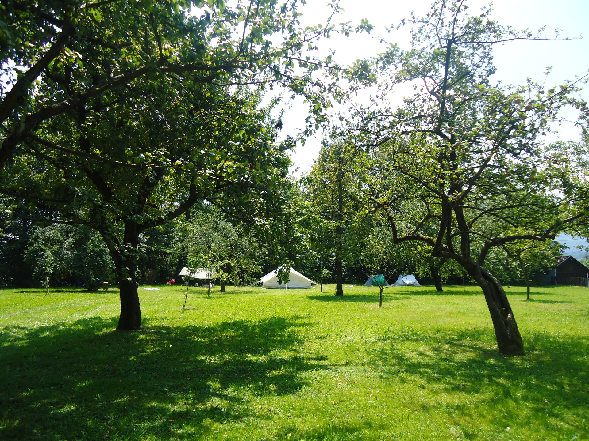 A picture of the green trees and a couple tents