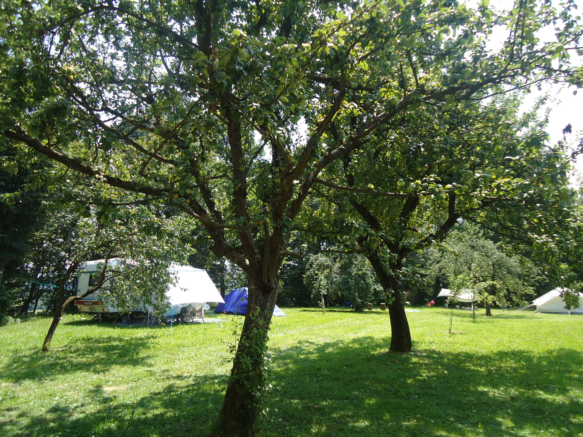 A picture of the green trees and a couple tents