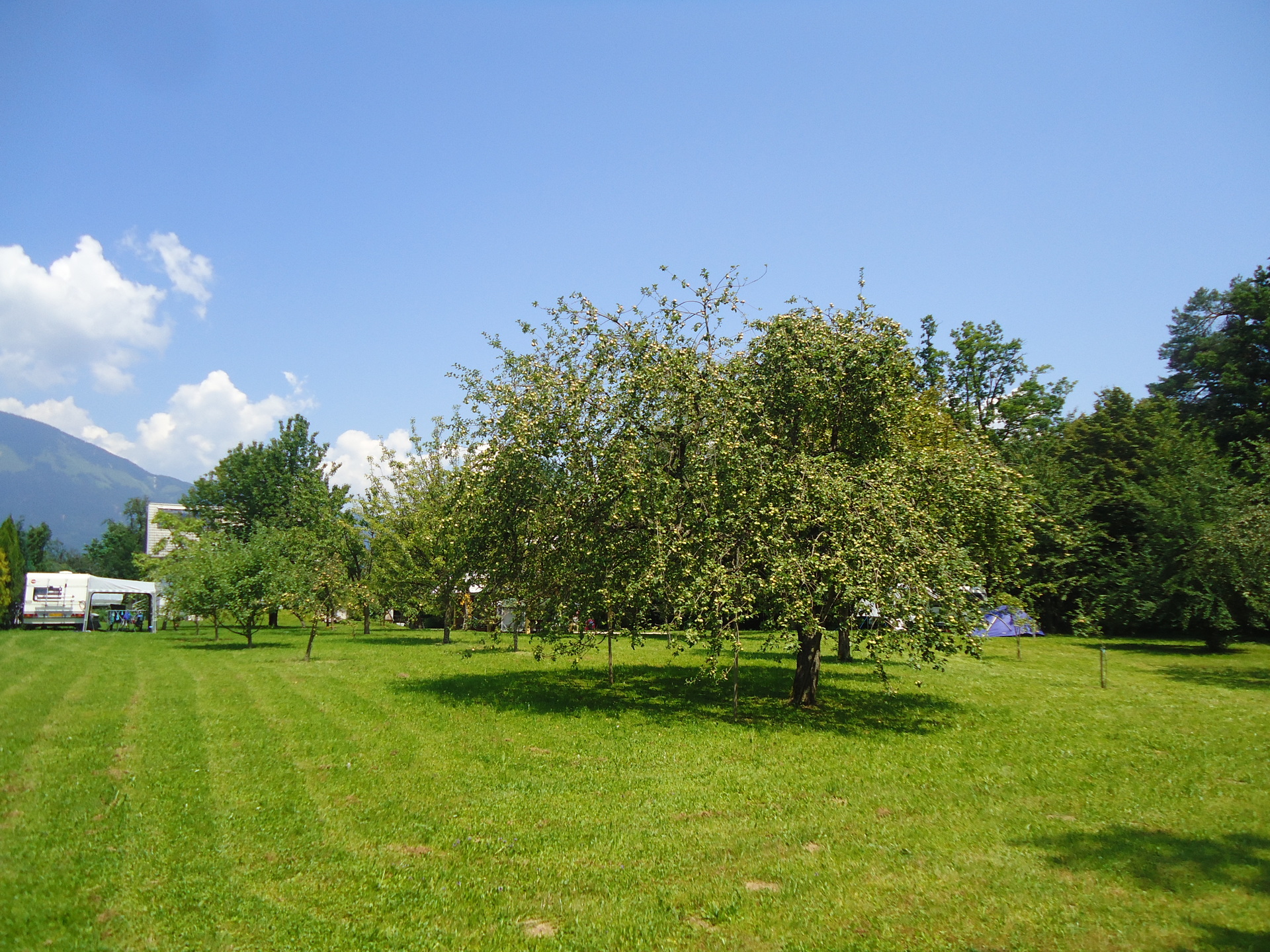 A picture of the green trees and a couple tents