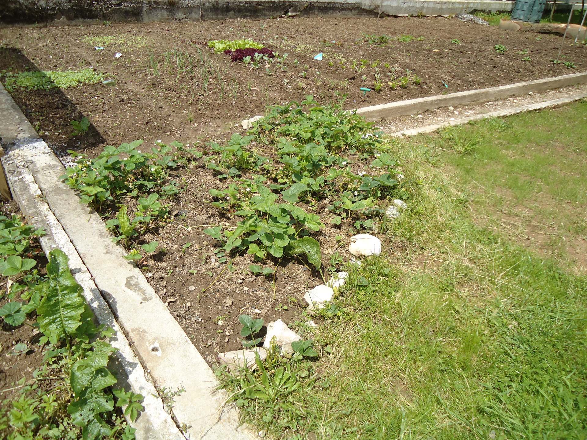 A strawberry patch
